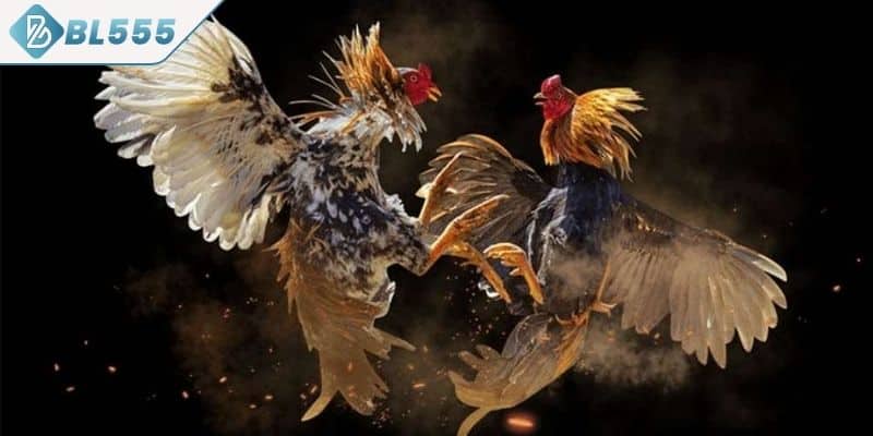 Thỏa sức lựa chọn giống chiến kê yêu thích