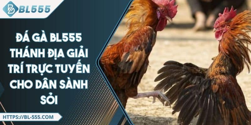Đá Gà BL555 - Địa Chỉ Cá Cược Đá Gà Trực Tuyến Uy Tín Nhất