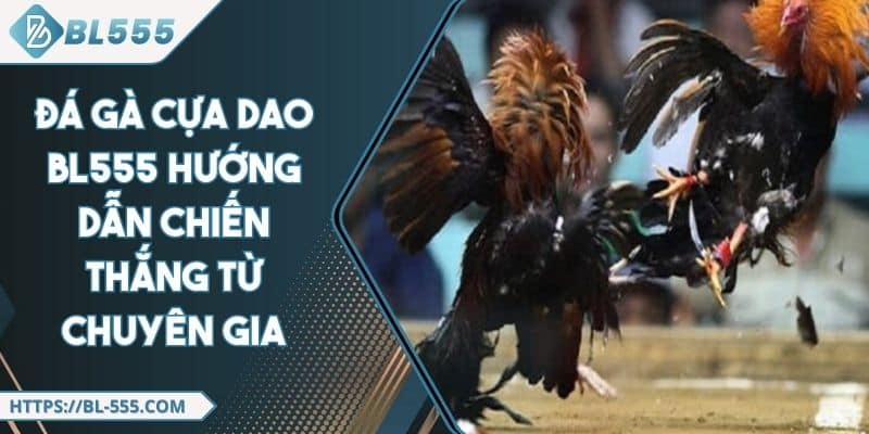 Đá Gà Cựa Dao BL555 - Kinh Nhiệm Chọn Kê Từ Chuyên Gia
