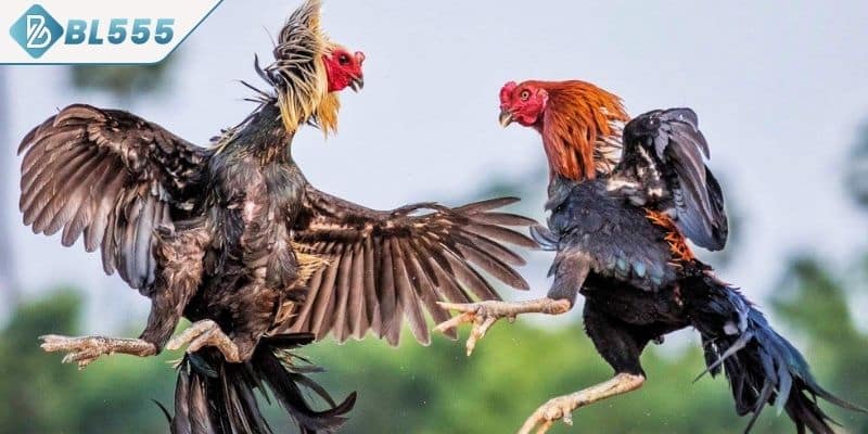 Đá gà cựa sắt kịch tính từng phút