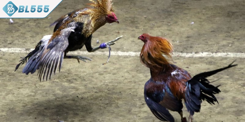 Giới thiệu sơ lược đá gà cựa sắt BL555