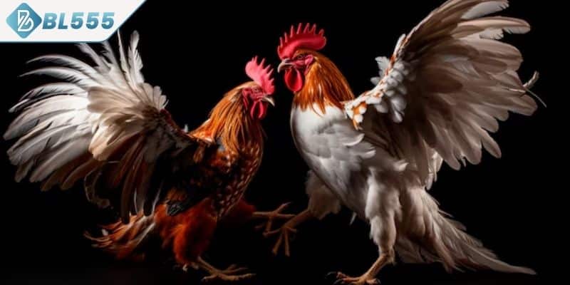 Học ngay kinh nghiệm chọn chiến kê thắng lớn