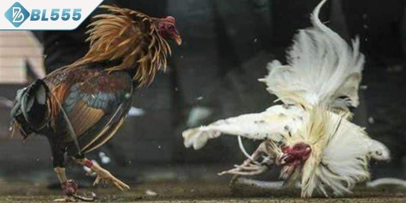 Cùng tìm hiểu sảnh cá cược đá gà BL555 cao cấp