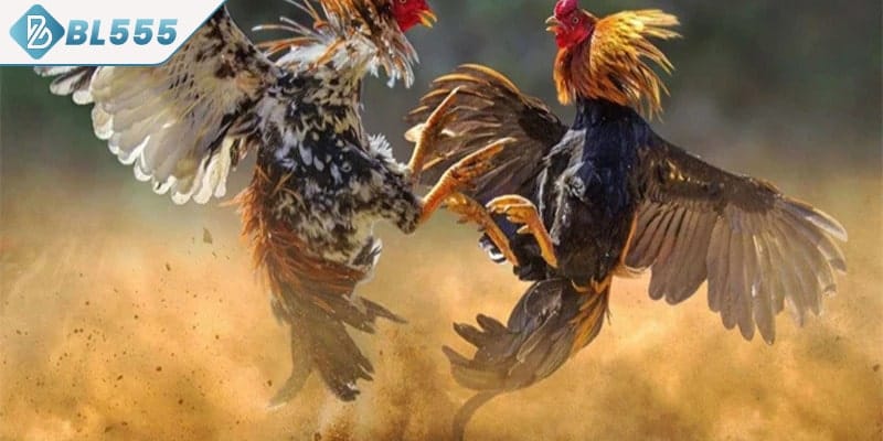 Ưu điểm khiến đá gà cựa sắt của BL555 vượt trội