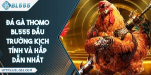 Đá Gà Thomo BL555 Đấu Trường Kịch Tính Và Hấp Dẫn Nhất
