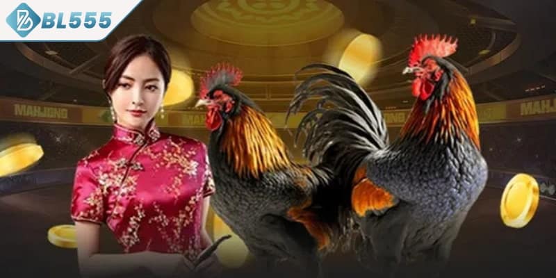 Dấu hiệu gà đá hay thông qua ngoại hình