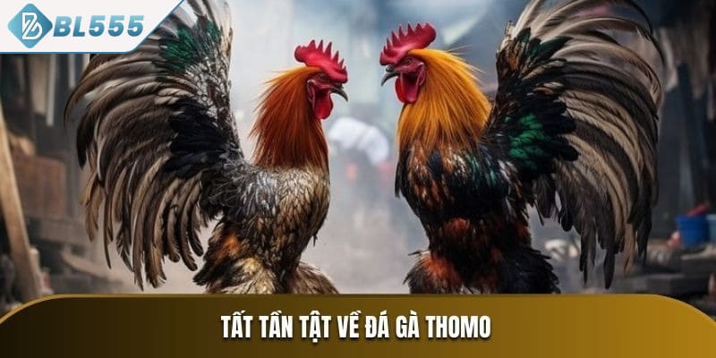 Vì sao đá gà Thomo BL555 trở thành điểm đến lý tưởng