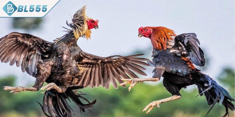 Xem tướng gà đá theo bộ phận đặc biệt