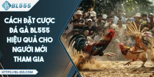 Cách Đặt Cược Đá Gà BL555 Hiệu Quả Cho Người Mới Tham Gia 