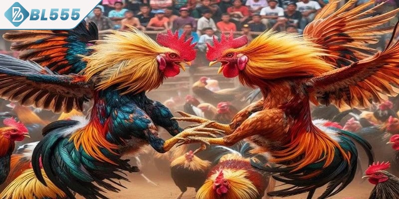 Hiểu rõ cách đặt cược đá gà